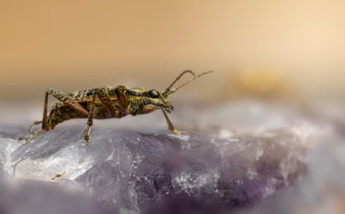 Educational field research setting related to flea habitat awareness