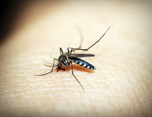 Close-up scientific specimen study of a mosquito