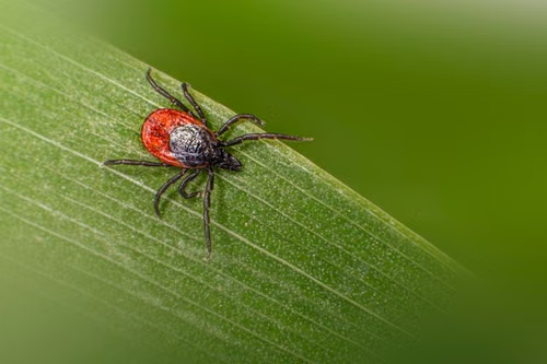 Scientific field study examining tick habitat in grassland
