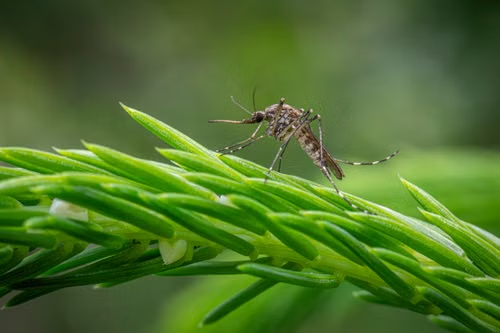 Close-up scientific field study of a mosquito specimen